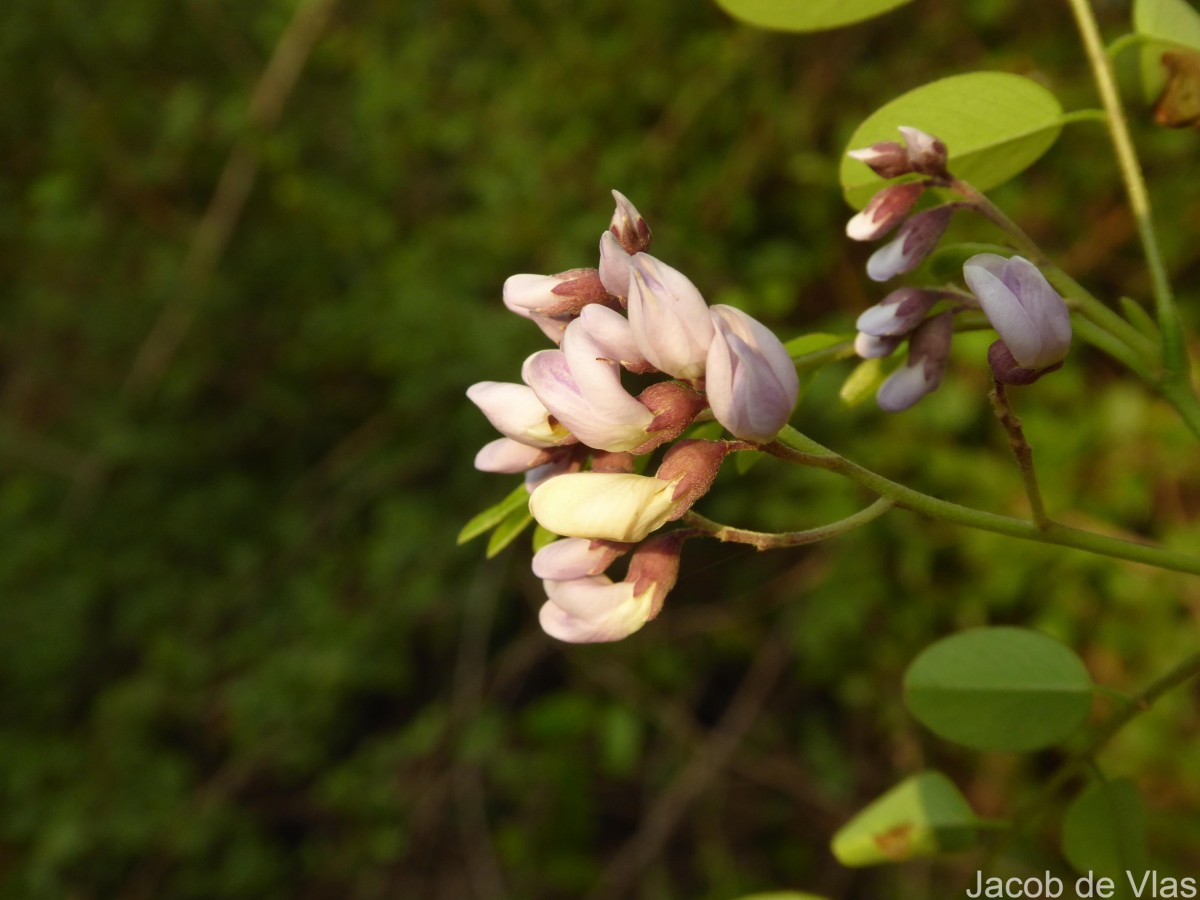 Dalbergia lanceolaria L.f.